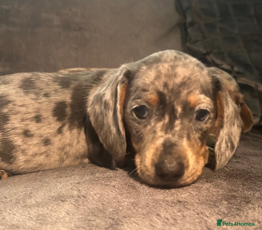 Miniature Dachshund dogs for sale: miniature dachshund puppies - Advert 4
