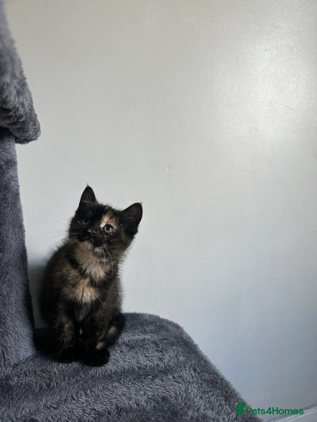 Mixed Breed cats for sale: Mixed breed kittens  - Advert 2