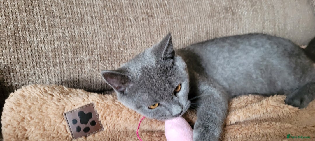 British Shorthair cats for sale: British Shorthair Boy - Image 4