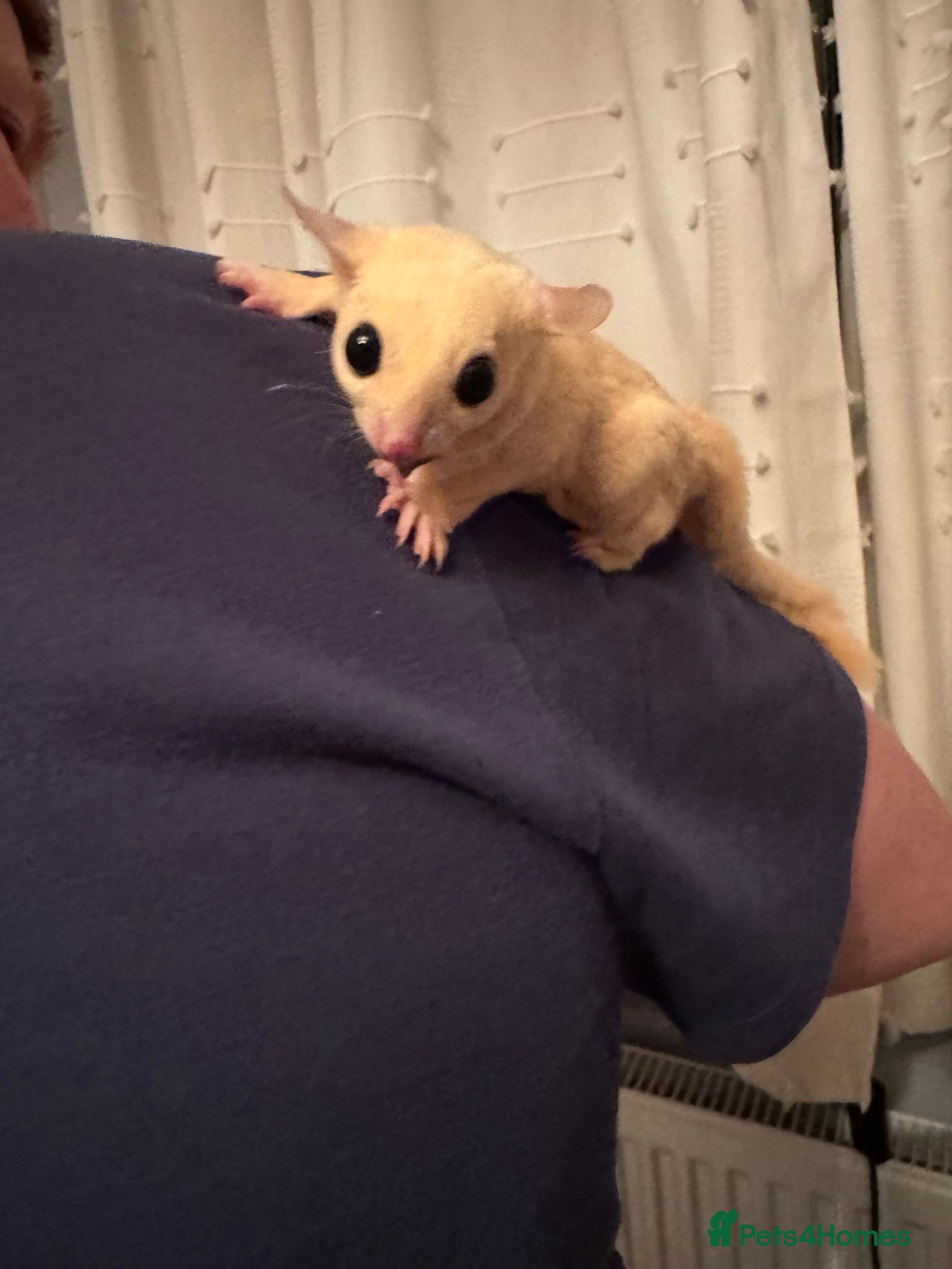 Sugar Glider rodents 3 sugar gliders are looking for a new home  - Advert 1