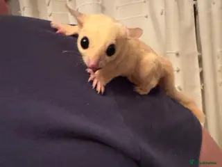 Sugar Glider rodents 3 sugar gliders are looking for a new home - Advert 1