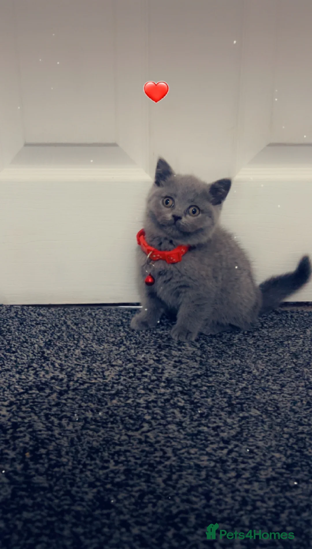 British Shorthair cats for sale: Beautiful BSH Kittens / GCCF registered  - Advert 8