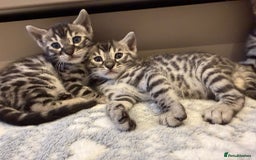Bengal cats for sale: Bengal Kittens For Sale (4 Left) - Image 10