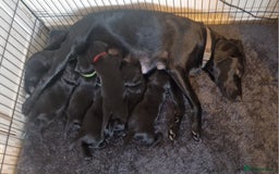 Labrador Retriever dogs for sale: Beautiful Labrador puppies  - Image 13