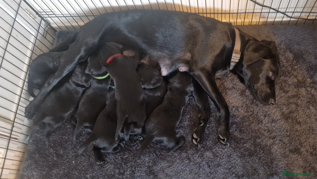 Labrador Retriever dogs for sale: Beautiful Labrador puppies  - Image 13