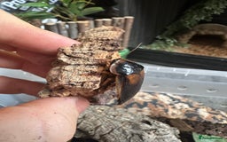Cockroaches invertebrates for sale: Dubia roaches - Image 2