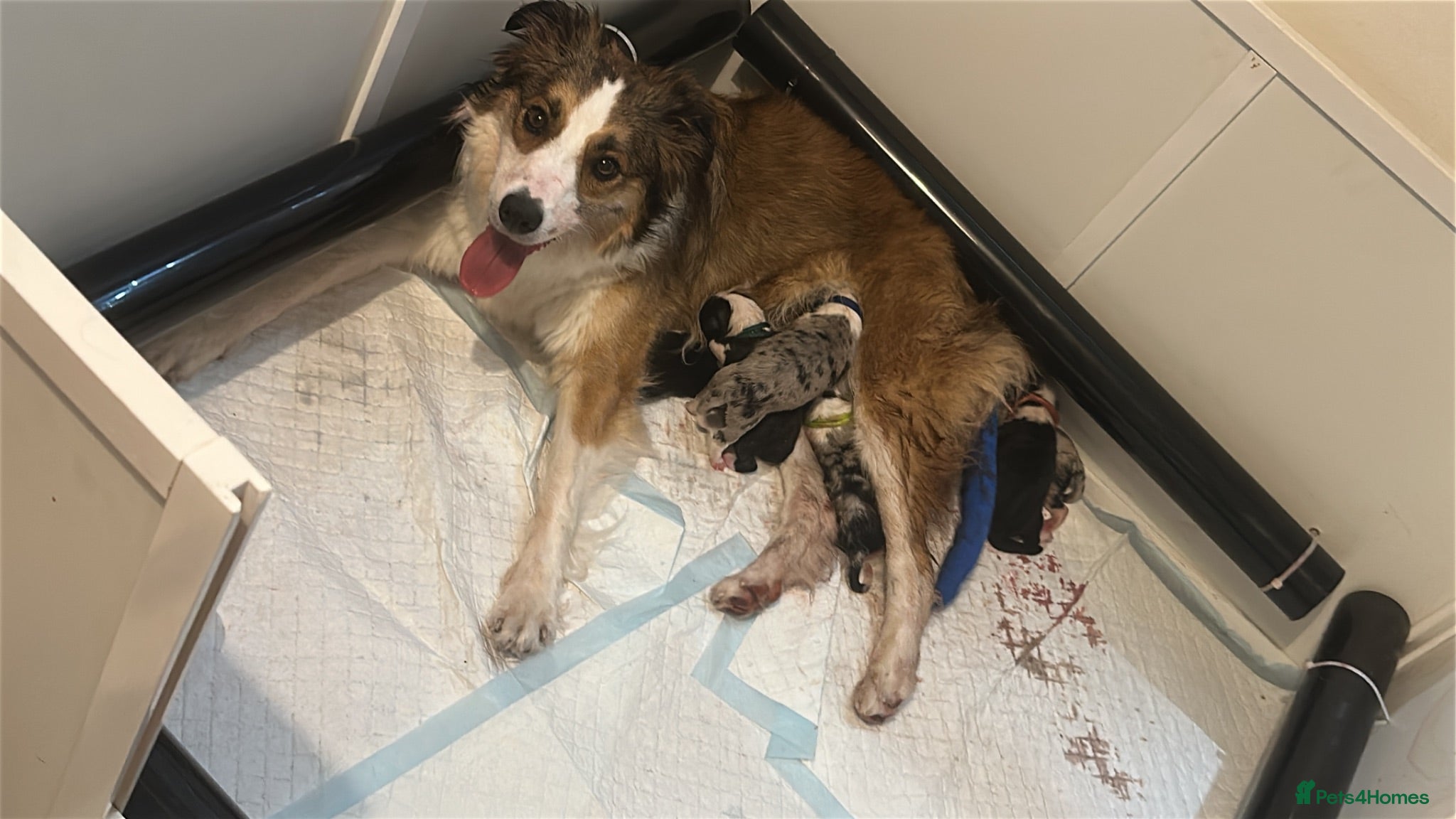 Border Collie dogs Fully Health Tested, KC registered puppies due - Advert 2
