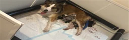 Border Collie dogs for sale: Fully Health Tested, KC registered puppies due - Advert 20