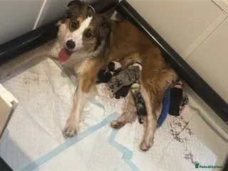 Border Collie dogs Fully Health Tested, KC registered puppies due - Advert 2