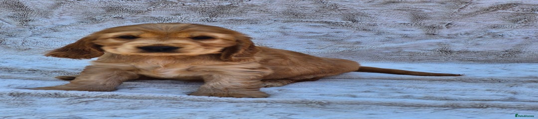 Cocker Spaniel Puppy 2
