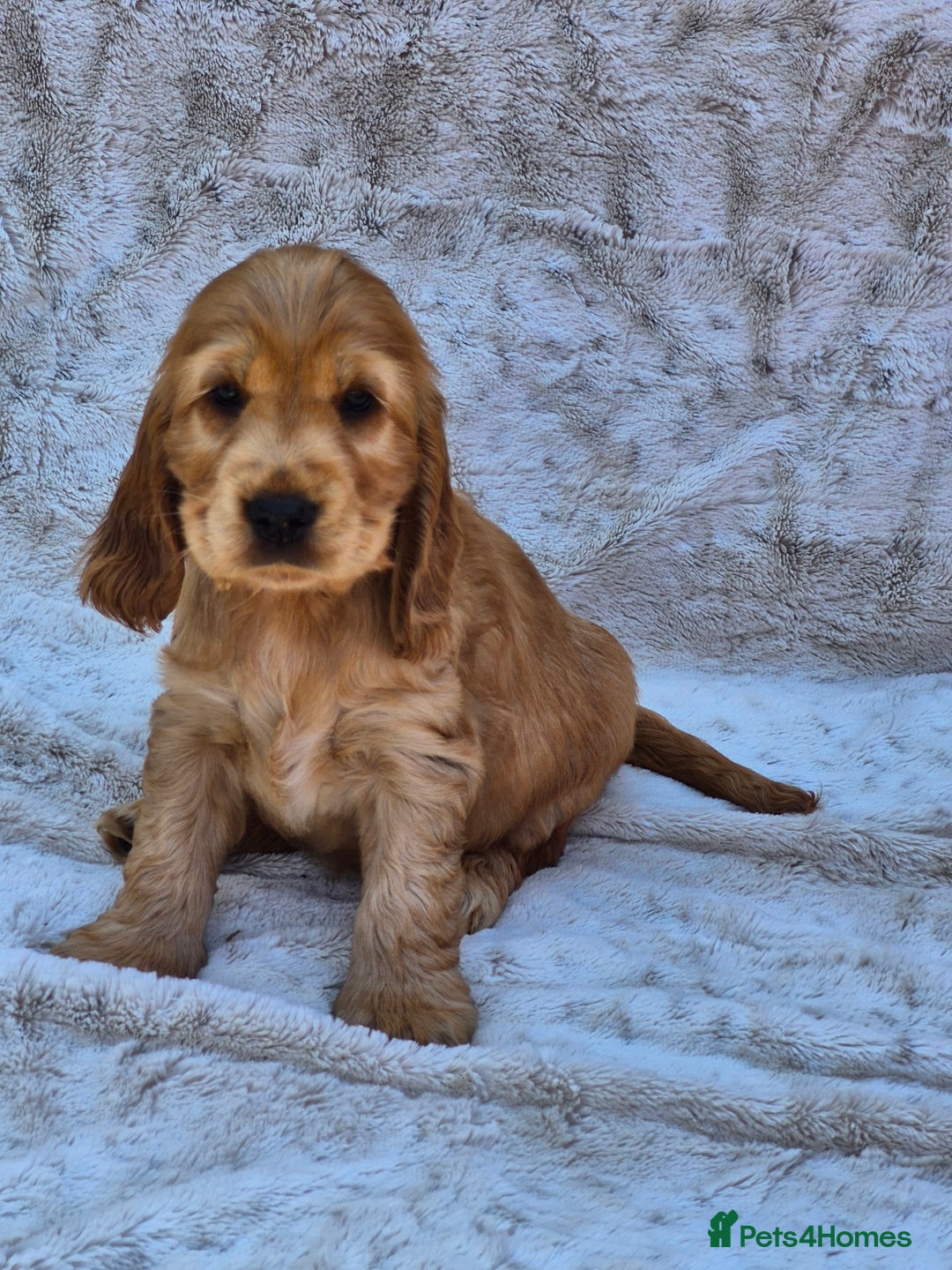 Cocker Spaniel dogs for sale: Kc reg Show Cocker Spaniels  - Image 9