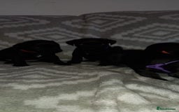 Patterdale Terrier dogs for sale: PATTERDALE TERRIER SMOOTH HAIRED MOTHER  - Image 20
