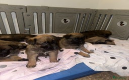 Mixed Breed dogs for sale: 8 Belgian Malinois & German Shepherd Puppies - Image 10