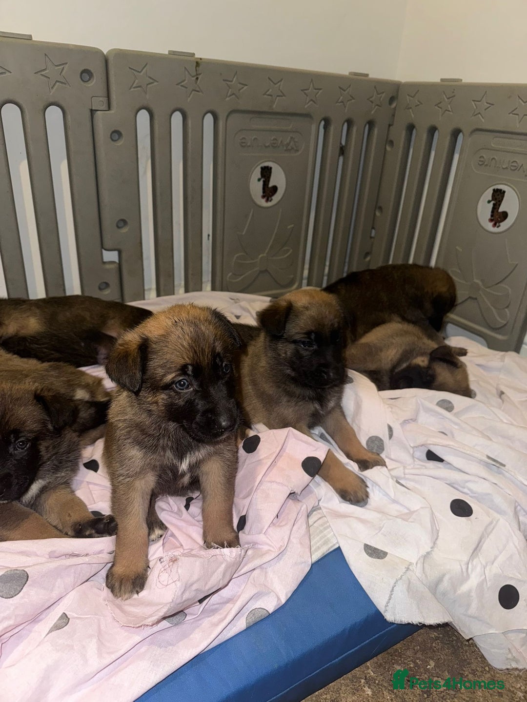 Mixed Breed dogs for sale: 8 Belgian Malinois & German Shepherd Puppies - Image 10