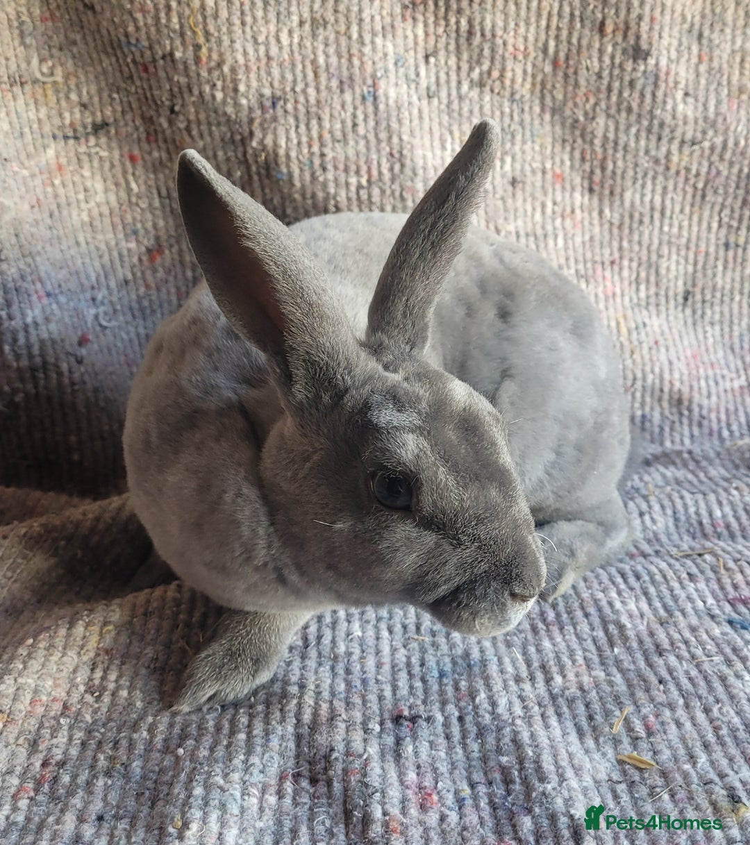 Rex rabbits for sale: 2 x stunning Mini Rex bucks  - Image 4