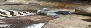 German Wirehaired Pointer 7
