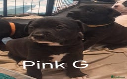 Mixed Breed dogs for sale: Staffy x malonios - Advert 14