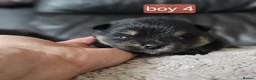 Pomeranian dogs for sale: Beautifull litter of full pomeranians - Advert 19
