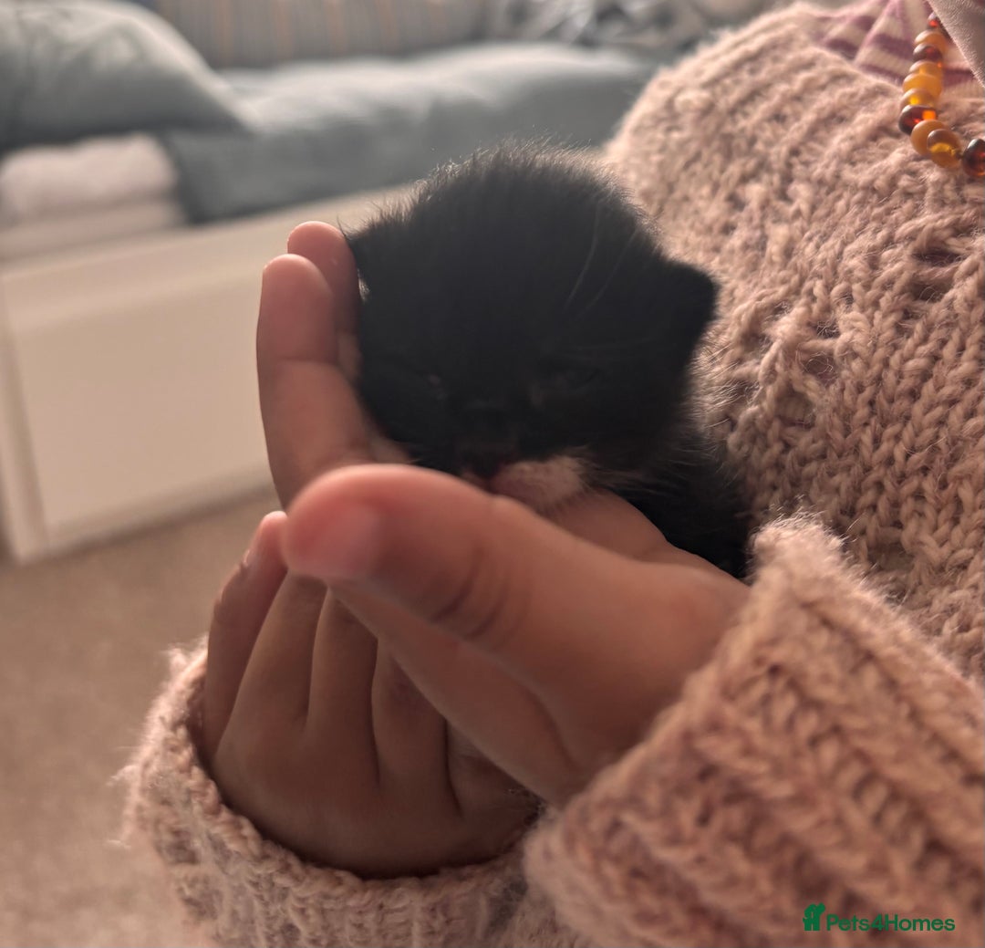 Mixed Breed cats for sale: 4 beautiful kittens ready now - Image 15