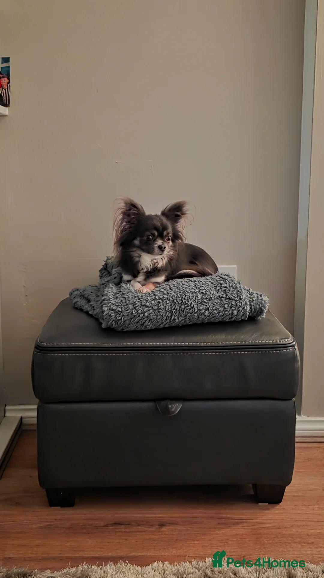 Chihuahua dogs for sale: Grandad and granddaughter Chihuahuas  - Advert 3