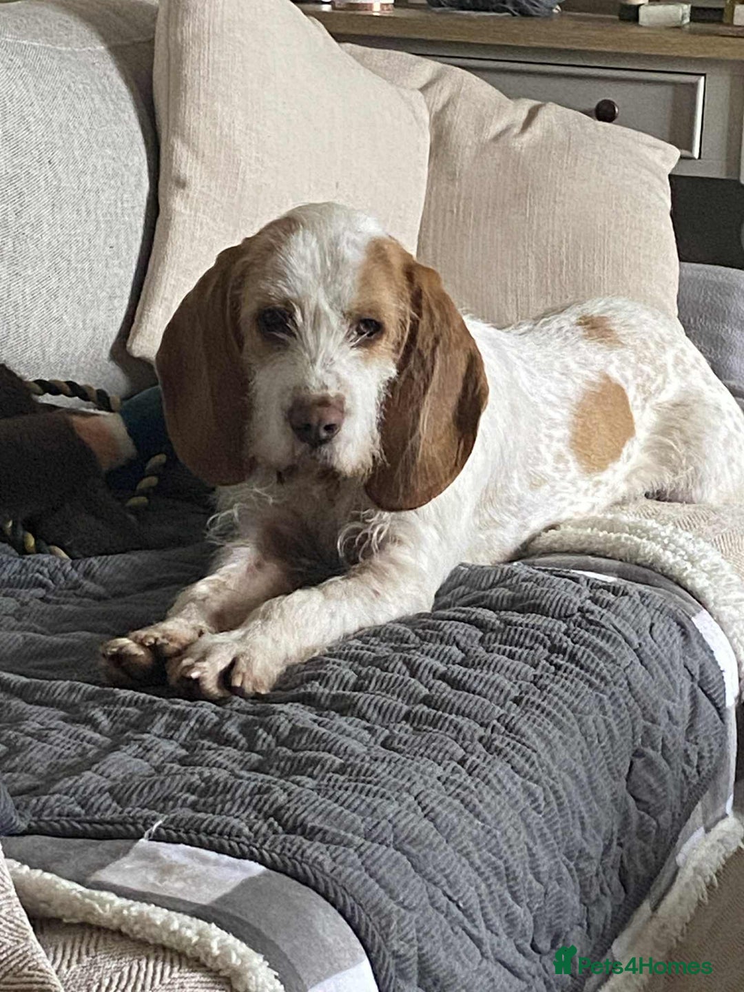 Mixed Breed dogs for adoption: Lovely Polly Griffon X looking for adoption - Advert 1