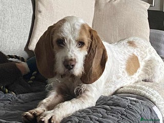 Mixed Breed dogs Lovely Polly Griffon X looking for adoption - Advert 1