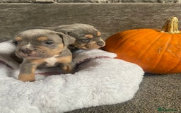 Dorset Olde Tyme Bulldogge dogs for sale: N.E.B.B.R fluffy carriers olde tyme bulldogs - Image 18