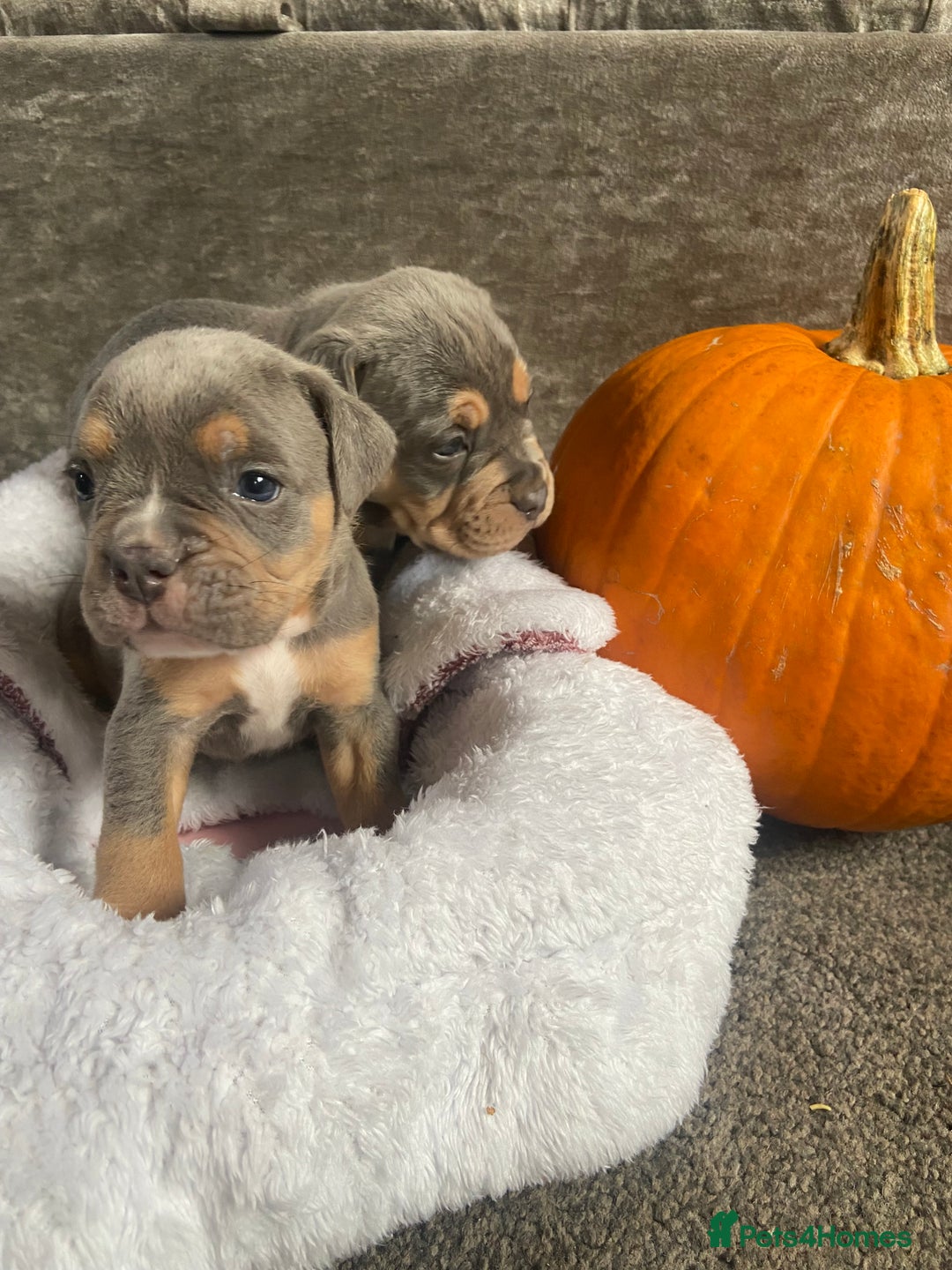 Dorset Olde Tyme Bulldogge dogs for sale: N.E.B.B.R fluffy carriers olde tyme bulldogs - Image 18