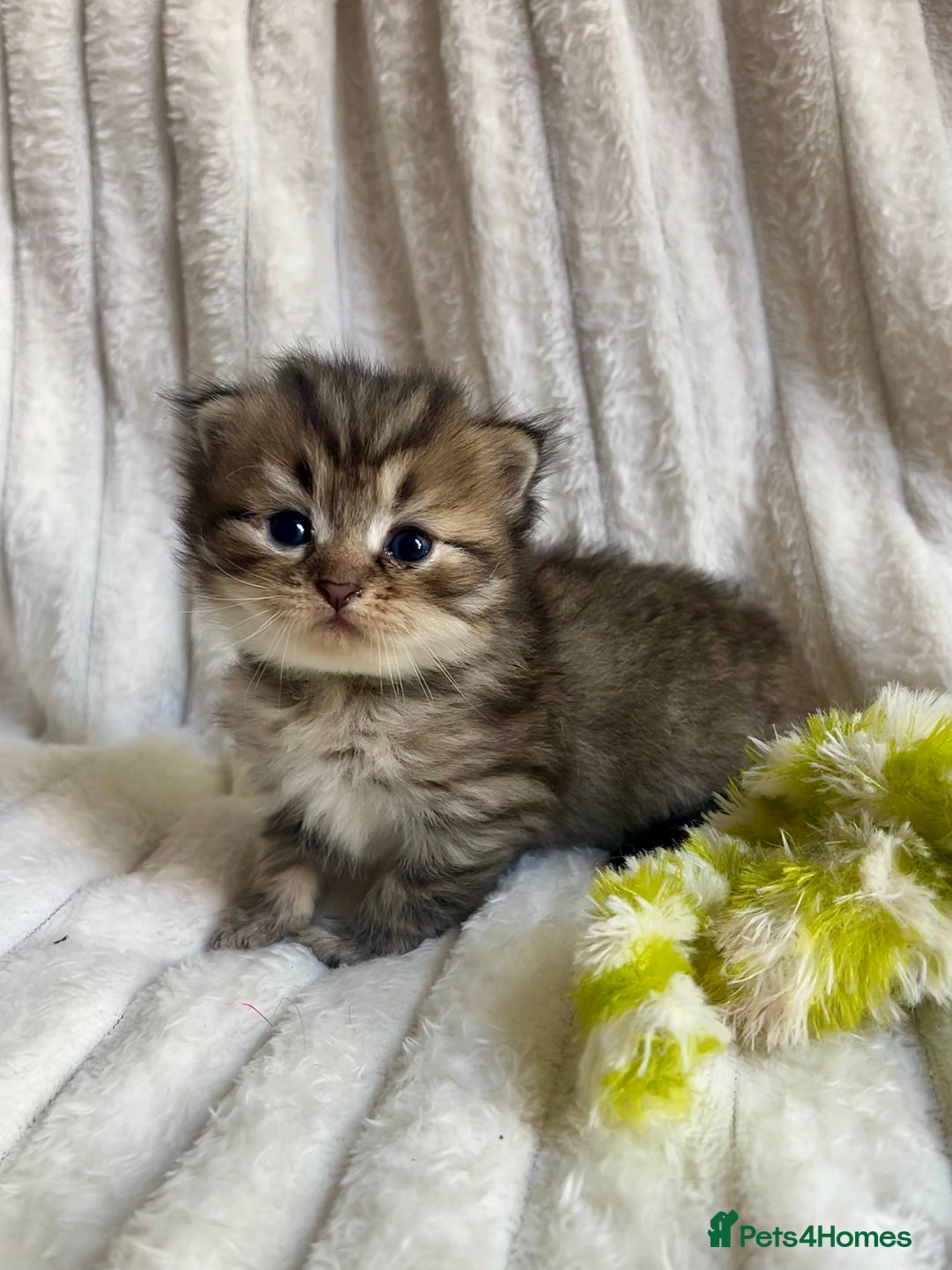 Mixed Breed cats for sale: 4 beautiful kittens available to reserve - Image 3