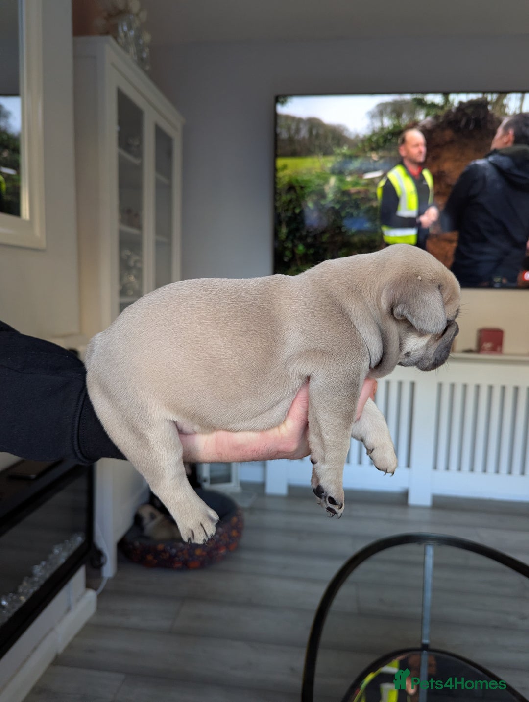 French Bulldog dogs for sale: French bulldog puppies for sale - Advert 3