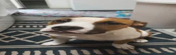 American Bulldog dogs for sale: 7 month old American Bulldog  - Advert 16