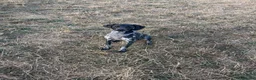 German Shorthaired Pointer dogs for sale: German Shorthaired Pointer – 10 Months Old in Derby - Advert 5