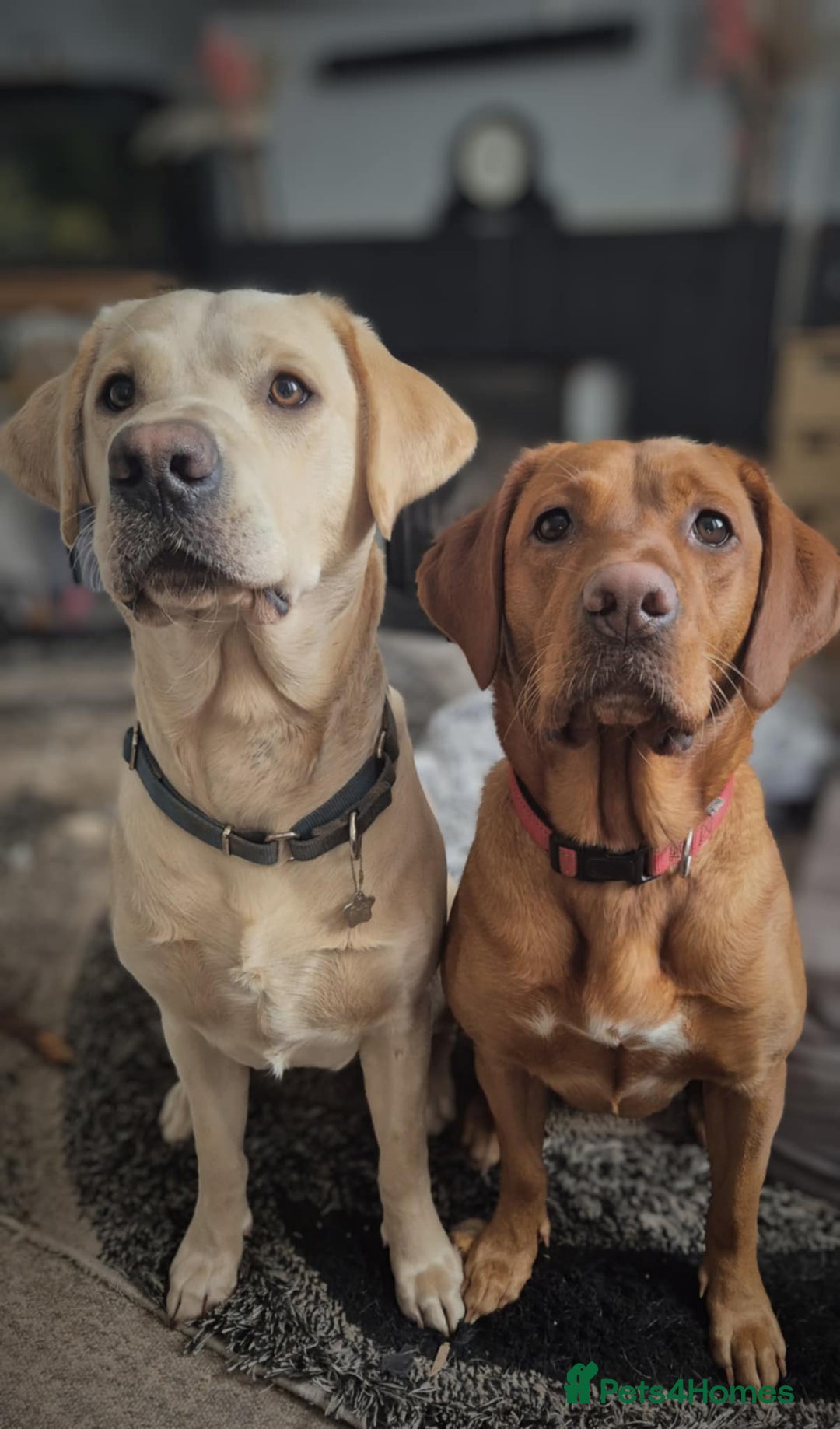 Labrador Retriever dogs for sale: Kc registered fox red puppies champion bloodlines  - Advert 9