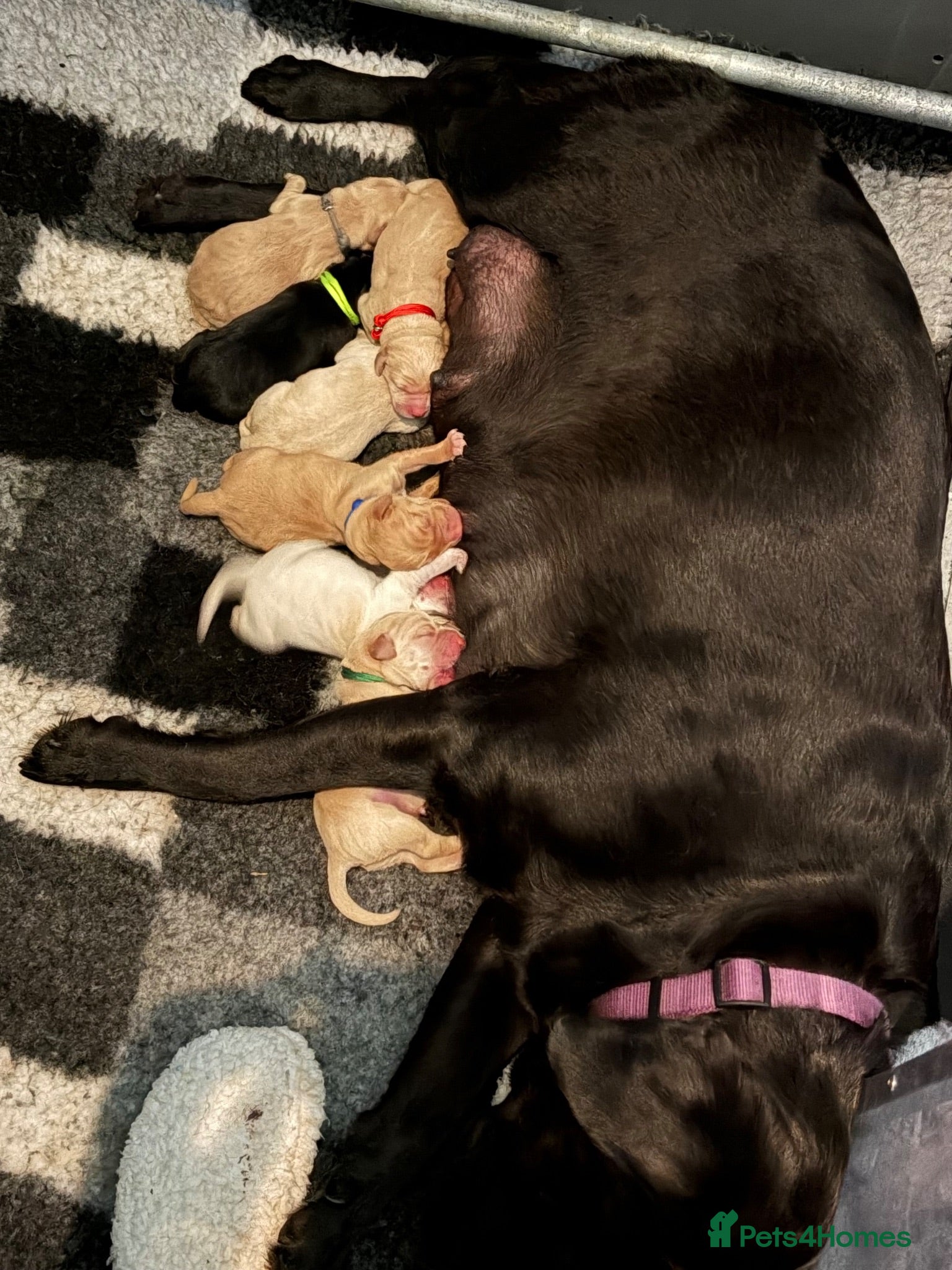 Labrador Retriever dogs LABRADOR PUPPIES DUE SOON  - Advert 15