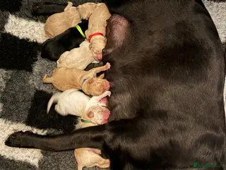 Labrador Retriever dogs LABRADOR PUPPIES DUE SOON - Advert 15