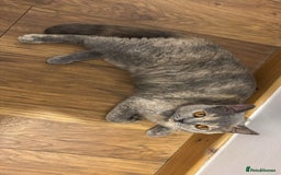 British Shorthair cats for sale: Unneutered British Shorthair cat - Image 2