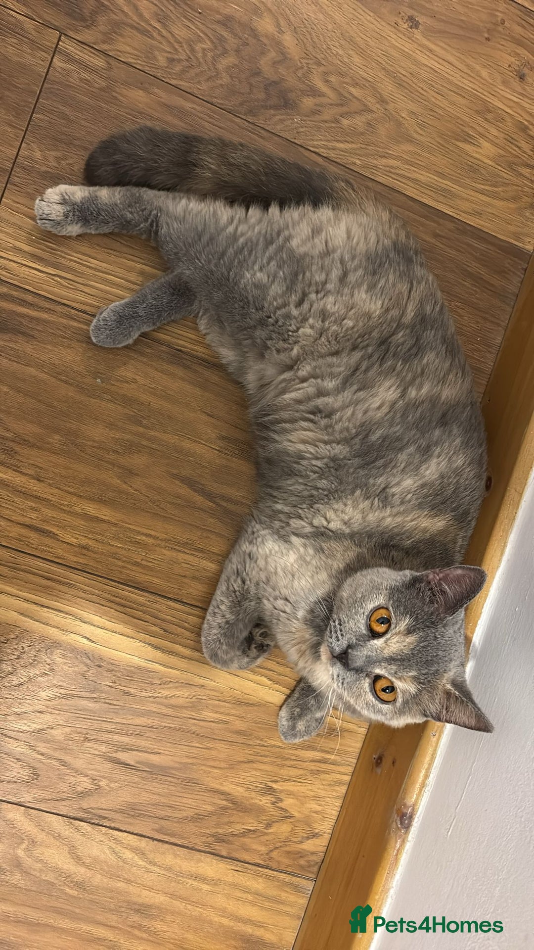 British Shorthair cats for sale: Unneutered British Shorthair cat - Image 2