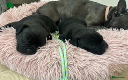 Mixed Breed dogs for sale: Mix French bulldog X American bulldog - Image 2
