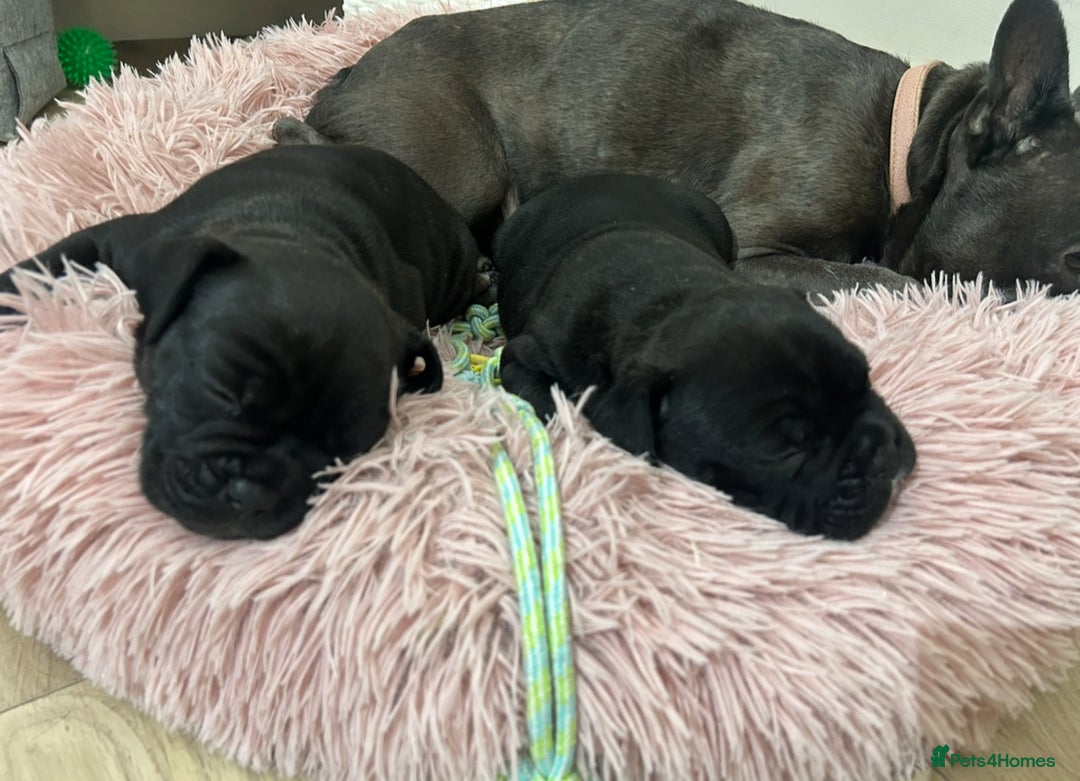 Mixed Breed dogs for sale: Mix French bulldog X American bulldog - Image 2