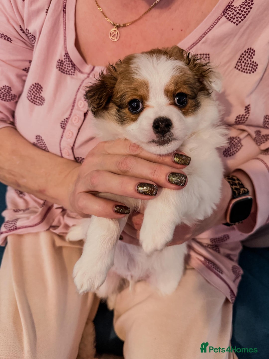 Mixed Breed dogs for sale: Lovely litter of fluffy pups  - Advert 8