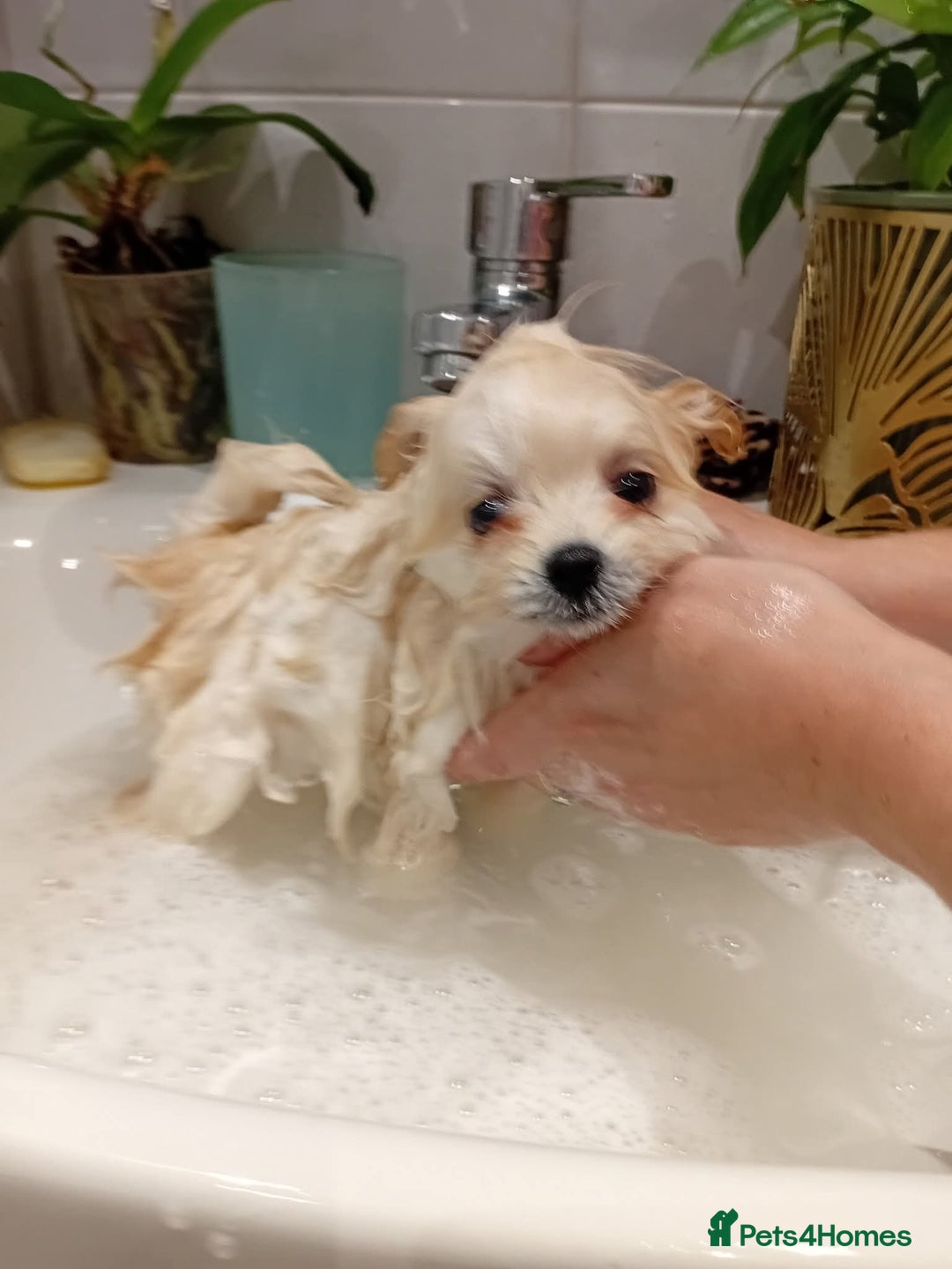 Pomeranian dogs for sale: Beautiful tiny Pomeranian Puppy   - Advert 7