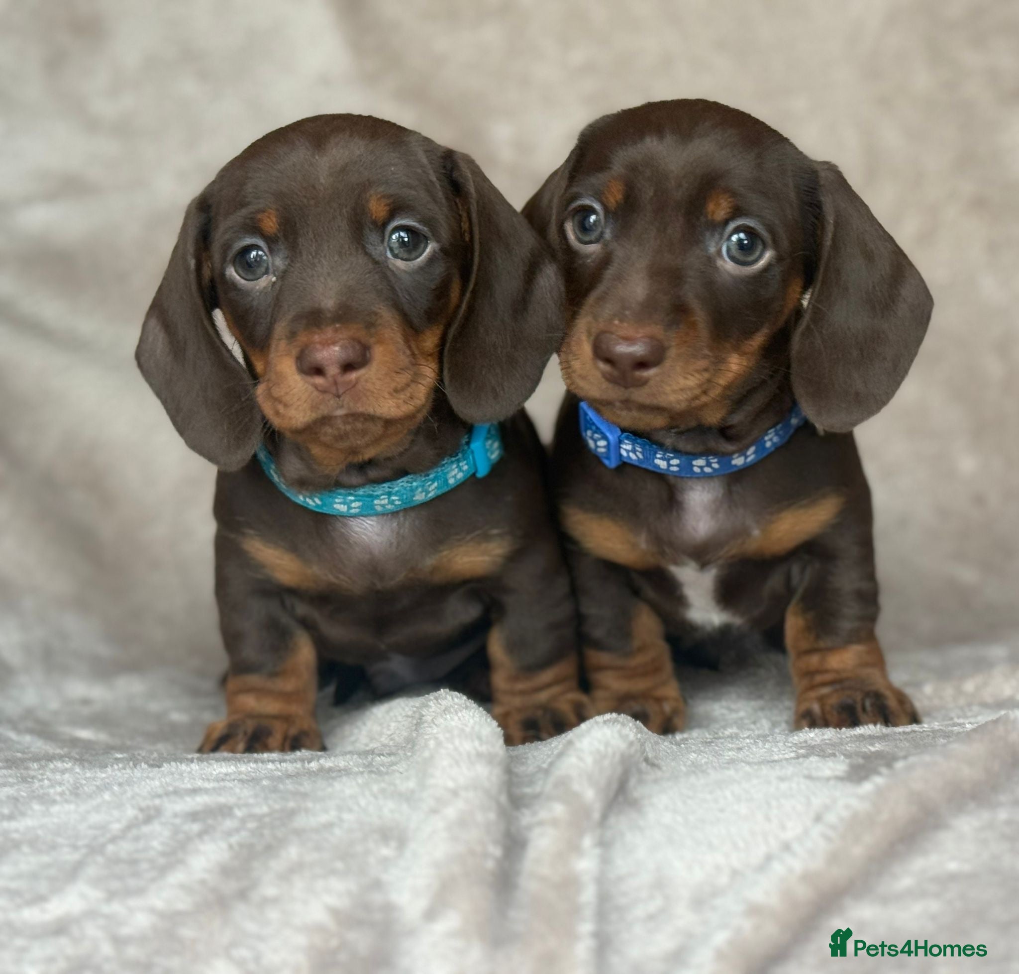 Miniature Dachshund dogs Stunning Chocolate & Tan Miniature Dachshunds - Advert 8