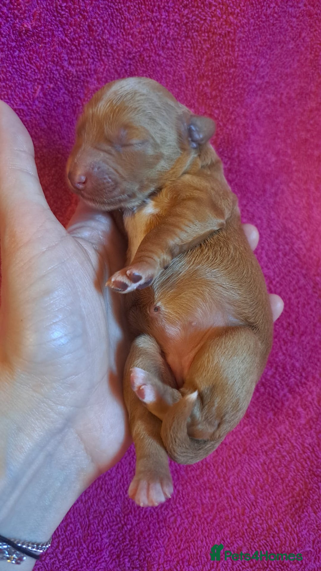 Australian Labradoodle dogs for sale: Australian Labradoodle puppies in Basildon - Image 17