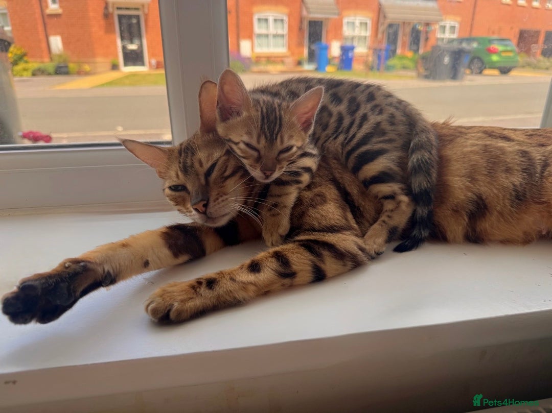 Bengal cats for sale: REDUCEDAbsolutely stunning Bengal Kittens READY in Hook - Image 1