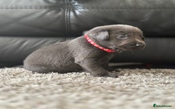 Labrador Retriever dogs for sale: Stunning Charcoal Labrador puppies - Image 9