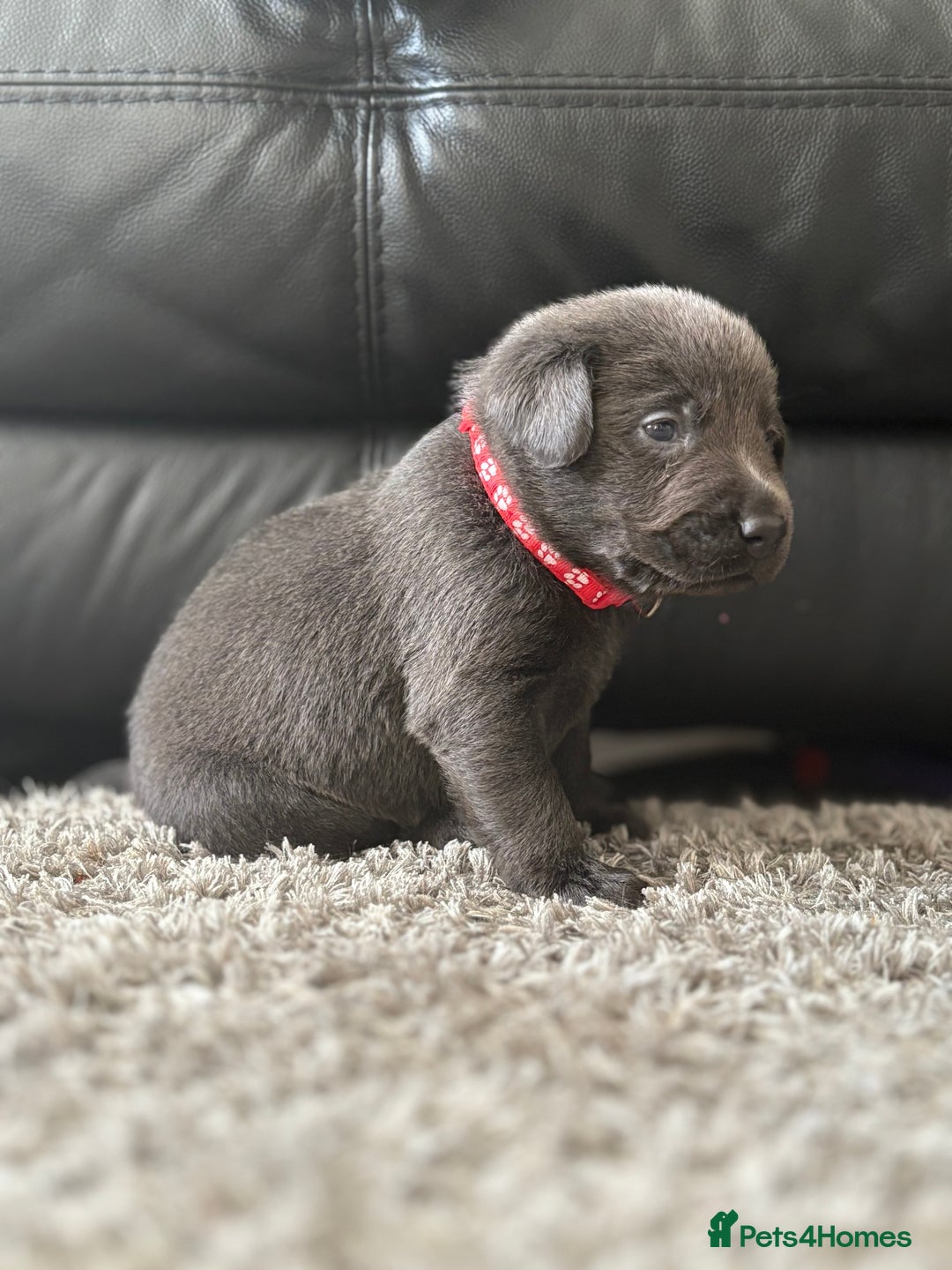 Labrador Retriever dogs for sale: Stunning Charcoal Labrador puppies - Image 9
