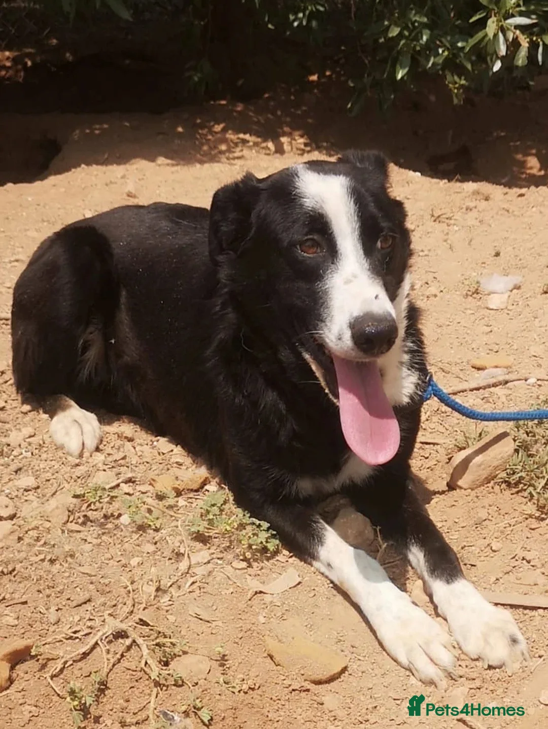 Mixed Breed dogs for adoption: Reduce fee an Urgent 🚨 home for Max in Hengoed - Advert 3