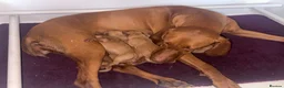 Hungarian Vizsla dogs for sale: Hungarian Vizsla Puppies  - Advert 2