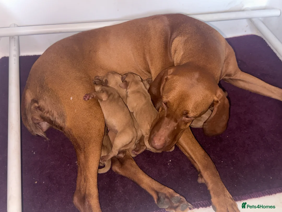 Hungarian Vizsla dogs for sale: Hungarian Vizsla Puppies  - Advert 2