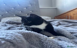 British Shorthair cats for sale: muffin - Image 1